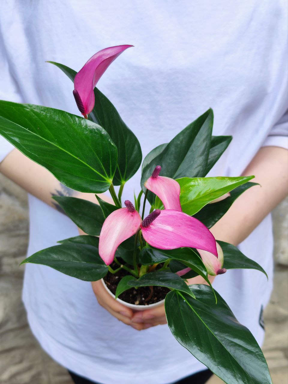 Антуриум Андре Зизу (Anthurium Andre Zizou) D9см