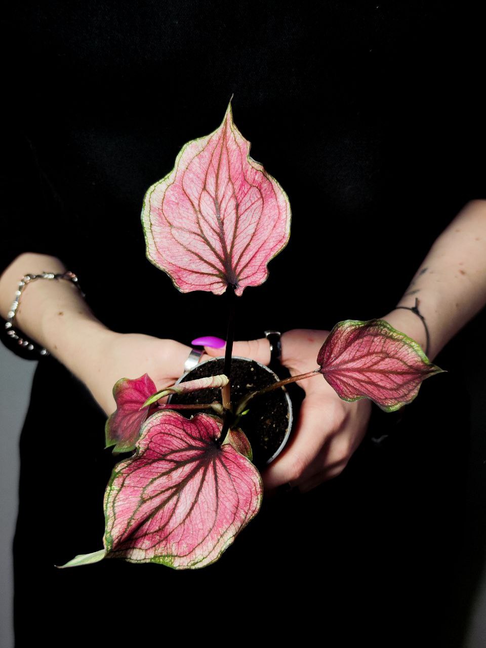 Каладиум Люси (Caladium Lucia) D6см