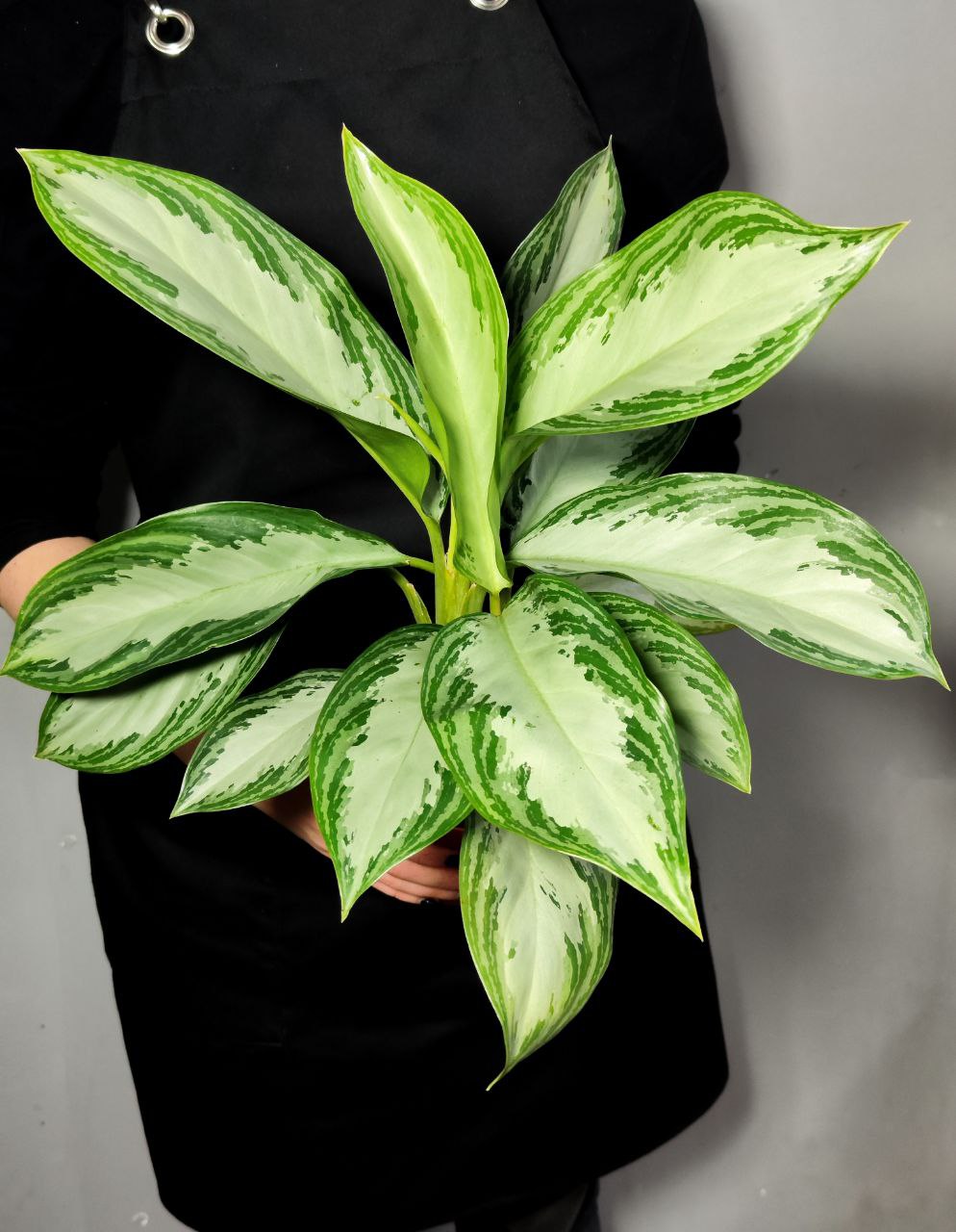 Аглаонема Сильвер Бей (Aglaonema Silver Bay) D12см