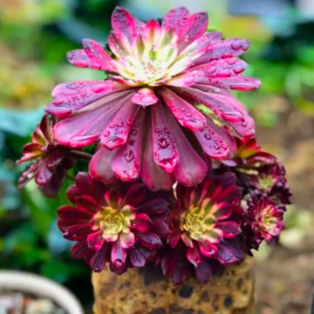 Эониум Марди Грас (Aeonium Mardi Gras) D5см
