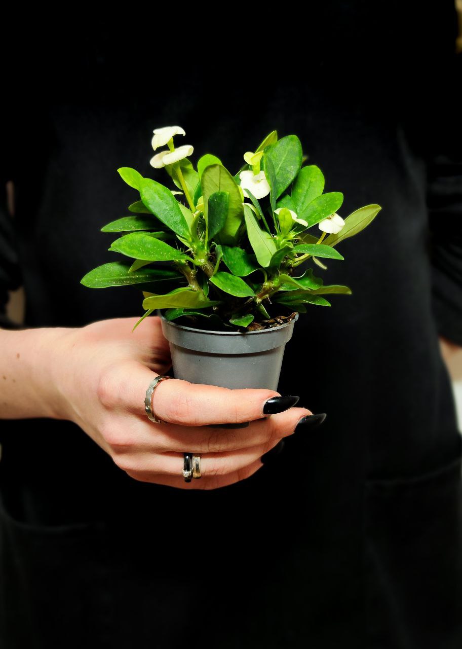Молочай Миля Белая (Euphorbia Milii White) D6см