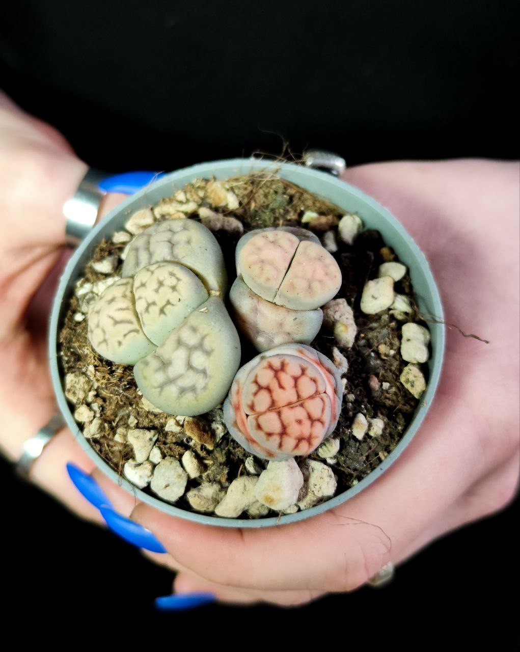 Литопсы Микс (Lithops Mix) D6,5см