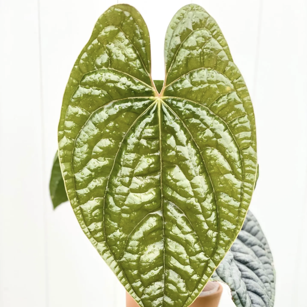 Антуриум Люксурианс (Anthurium Luxurians) D6см