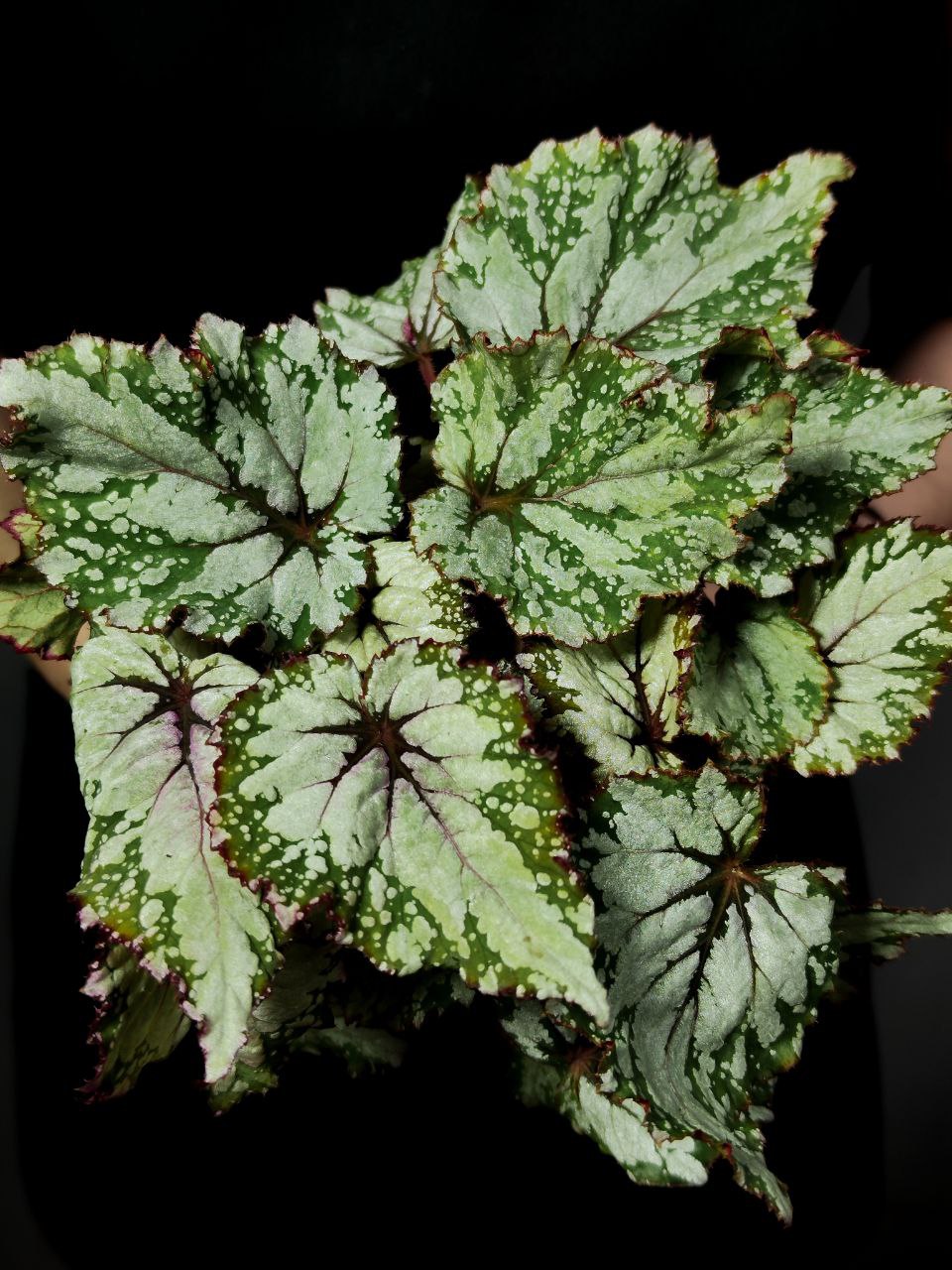 Бегония Рекс Азиан Тундра (Begonia Rex Asian Tundra) D12см