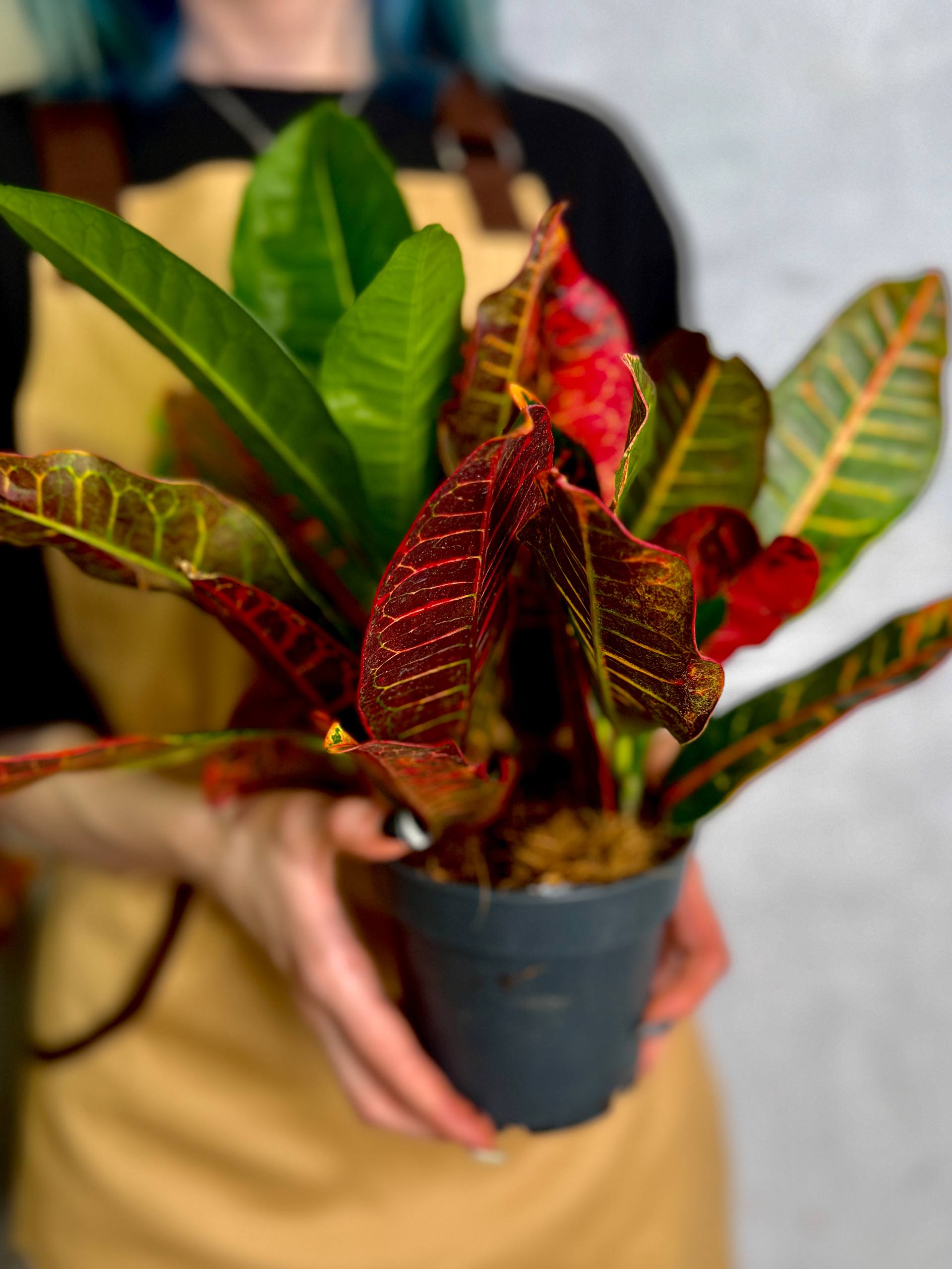 Кодиеум Петра (Codiaeum Petra) D12см