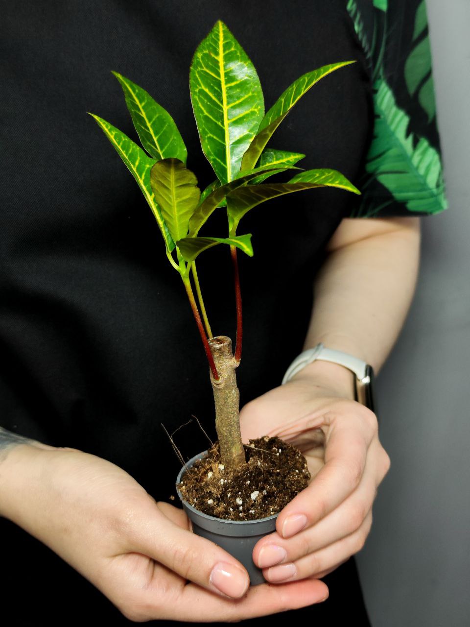 Кодиеум Петра Кейн (Codiaeum Petra Cane) D6см