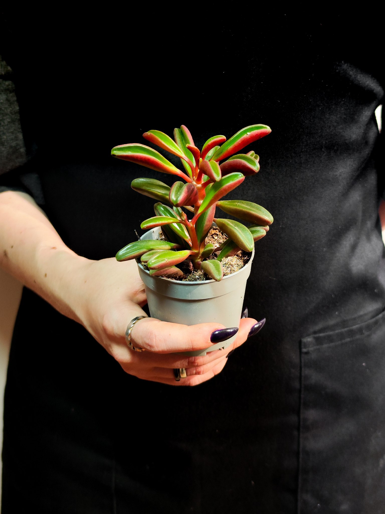 Пеперомия Пахучая (Peperomia Graveolens) D6см