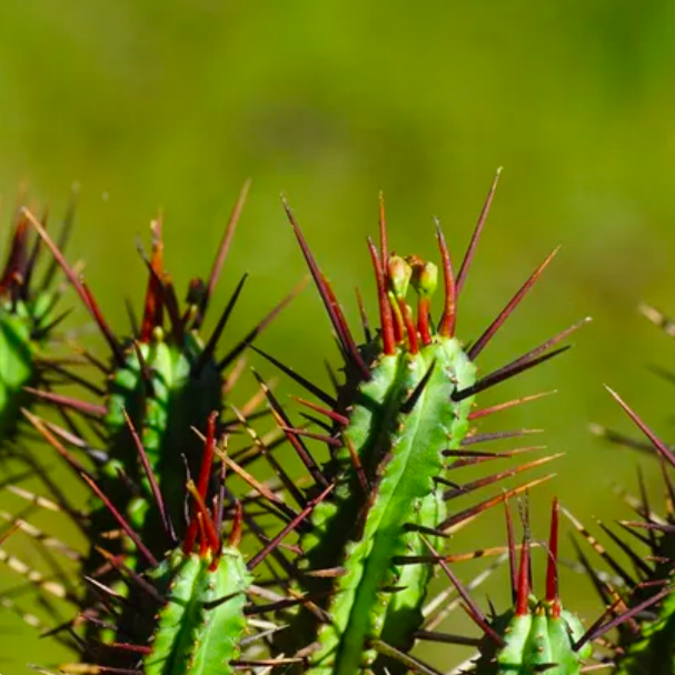 Молочай Энопла (Euphorbia Enopla) D5см