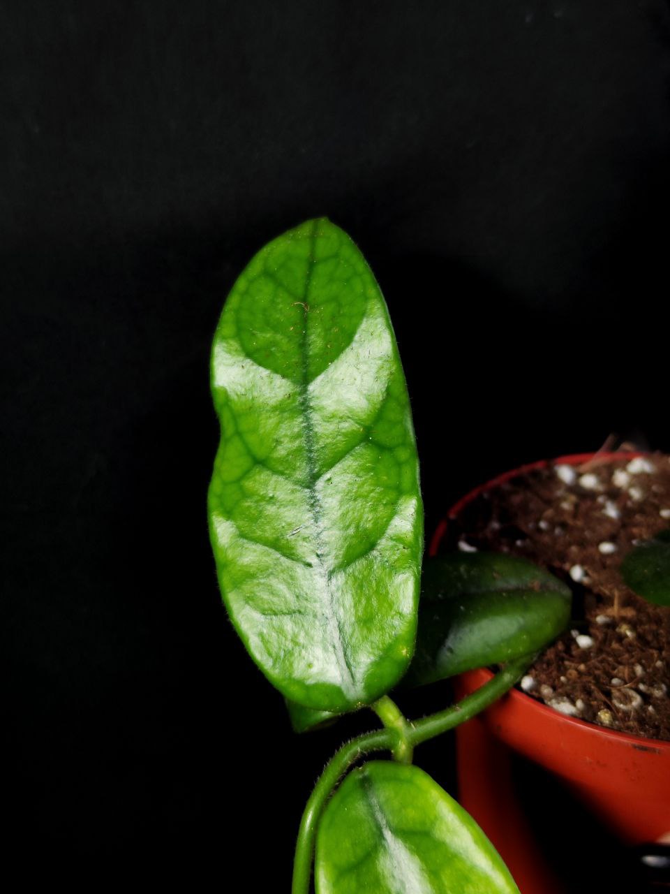 Хойя Виллоза (Hoya Villosa) D10см