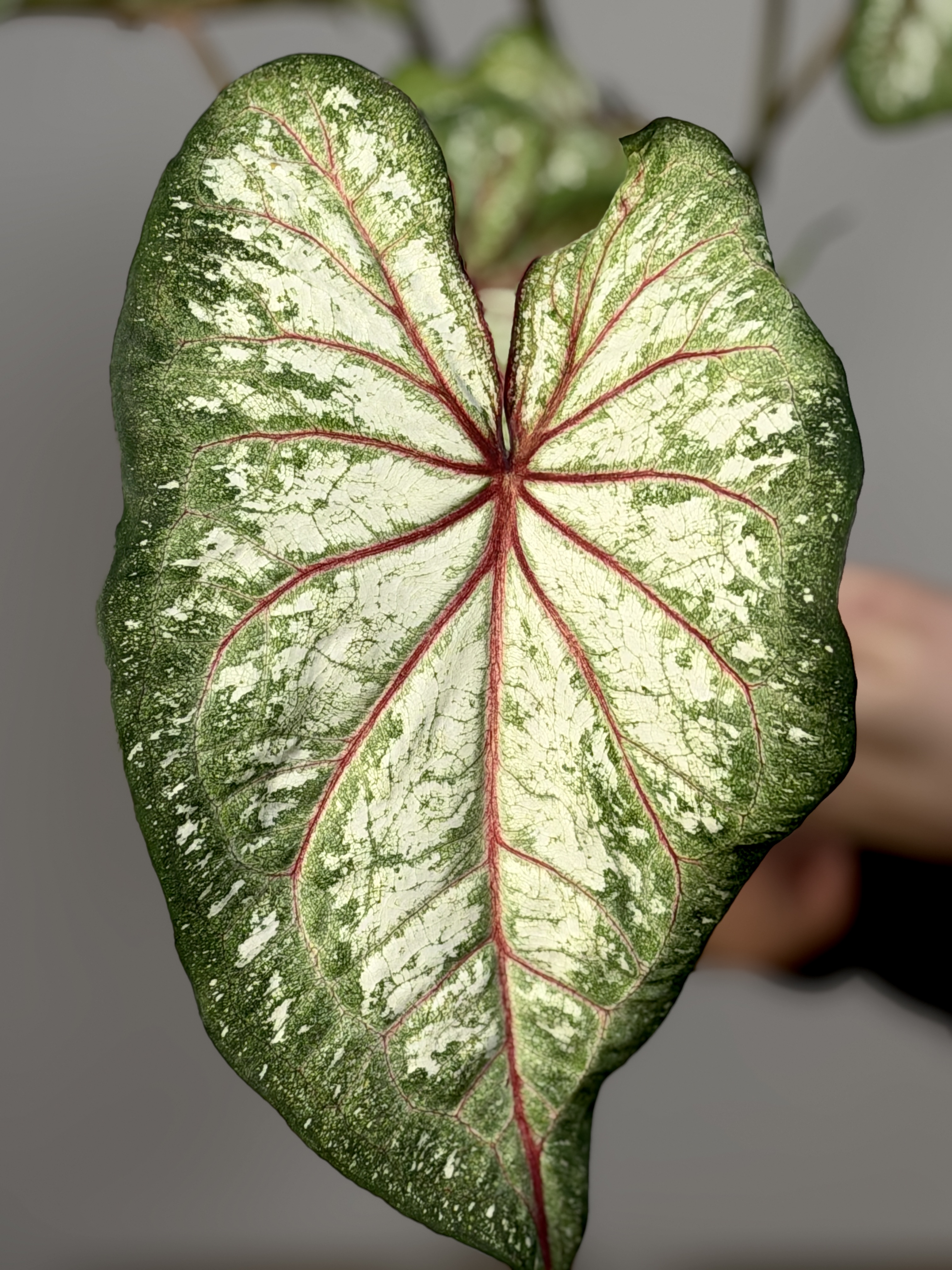 Каладиум Эксплоушн (Caladium Xplosion) D12см