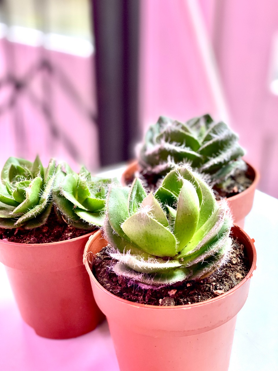 Крассула Капителла Сетоза Туррита (Crassula Capitella Setosa Turrita) D8см