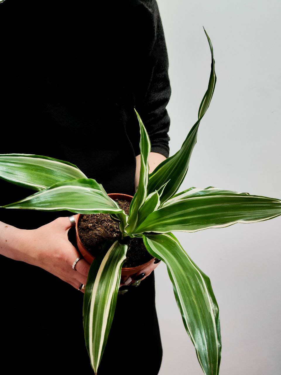 Драцена Вайт Страйп (Dracaena Fragrans White Stripe) D12см