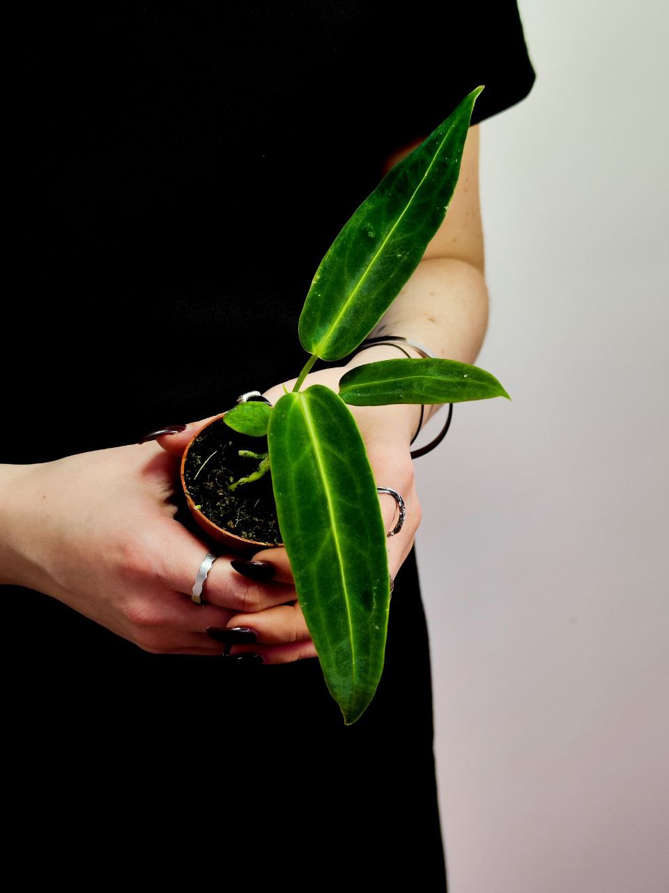 Антуриум Варока (Anthurium Warocqueanum) D6см