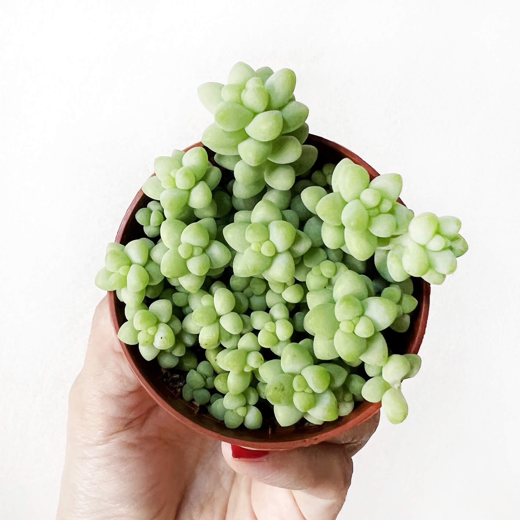 Седум Буррито Мини (Sedum Burrito Mini) D5см