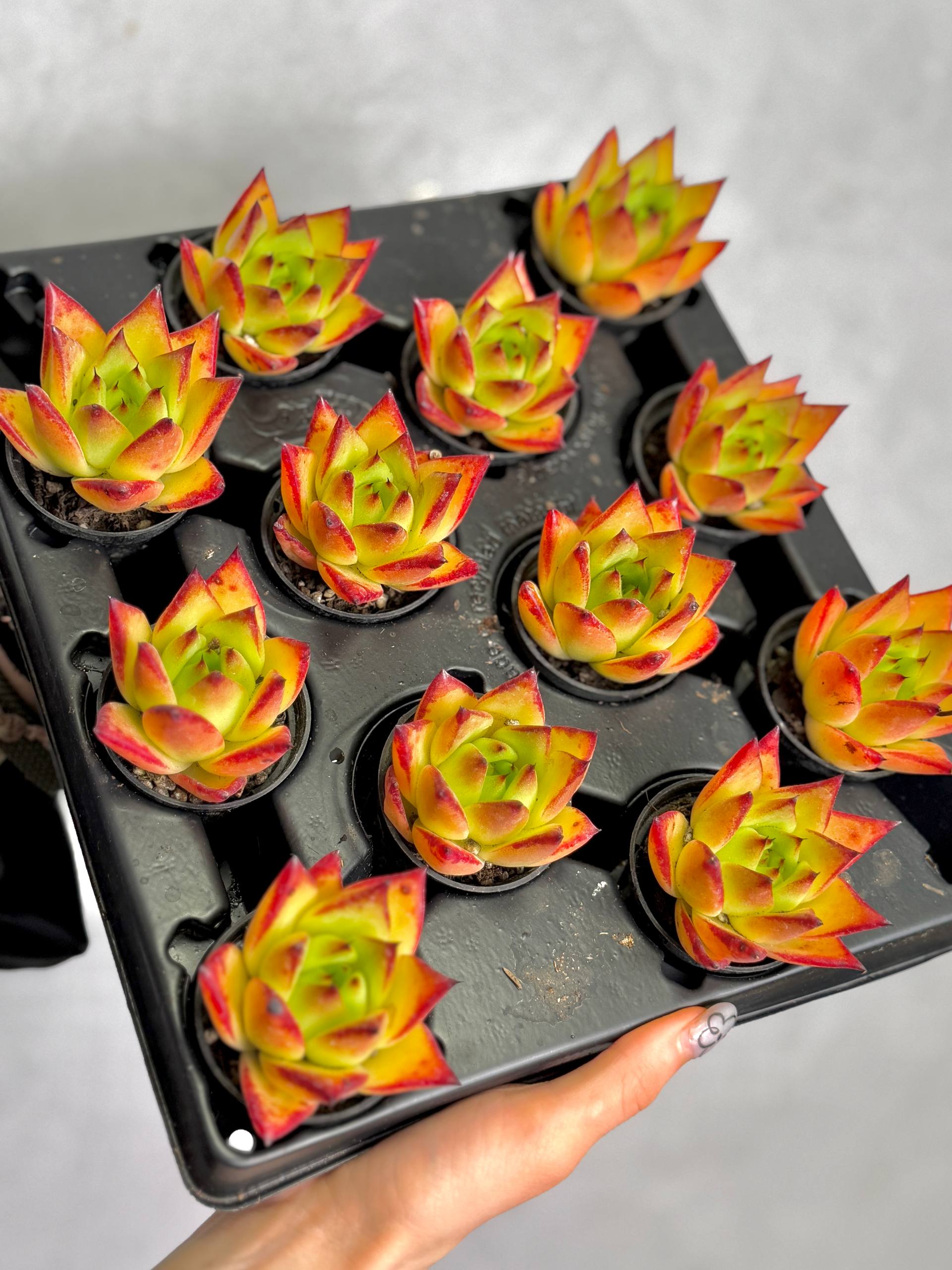 Эхеверия Агавовидная Липстик (Echeveria Agavoides Lipstick) D5см