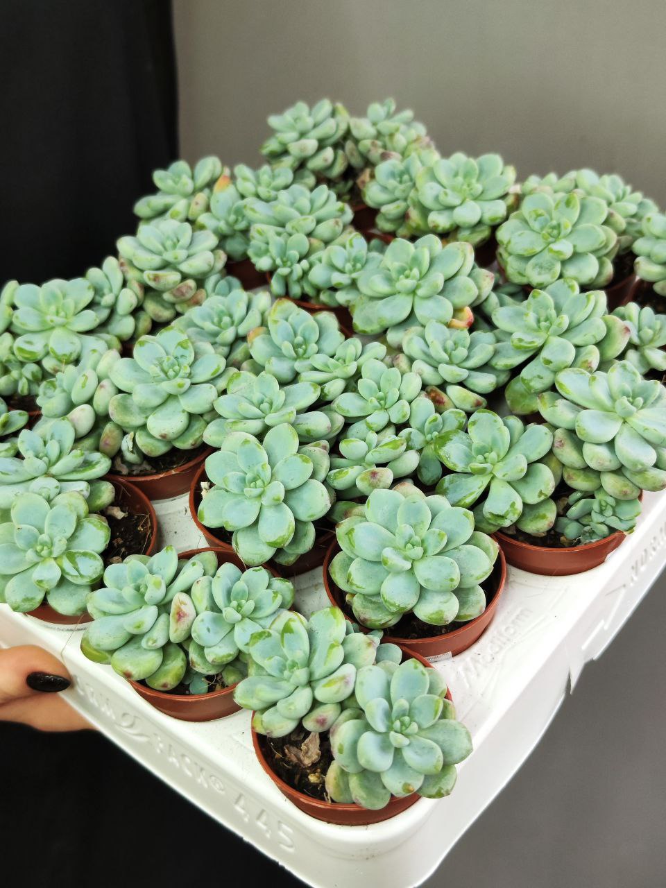 Седум Булавовидный (Sedum Clavatum) D5см