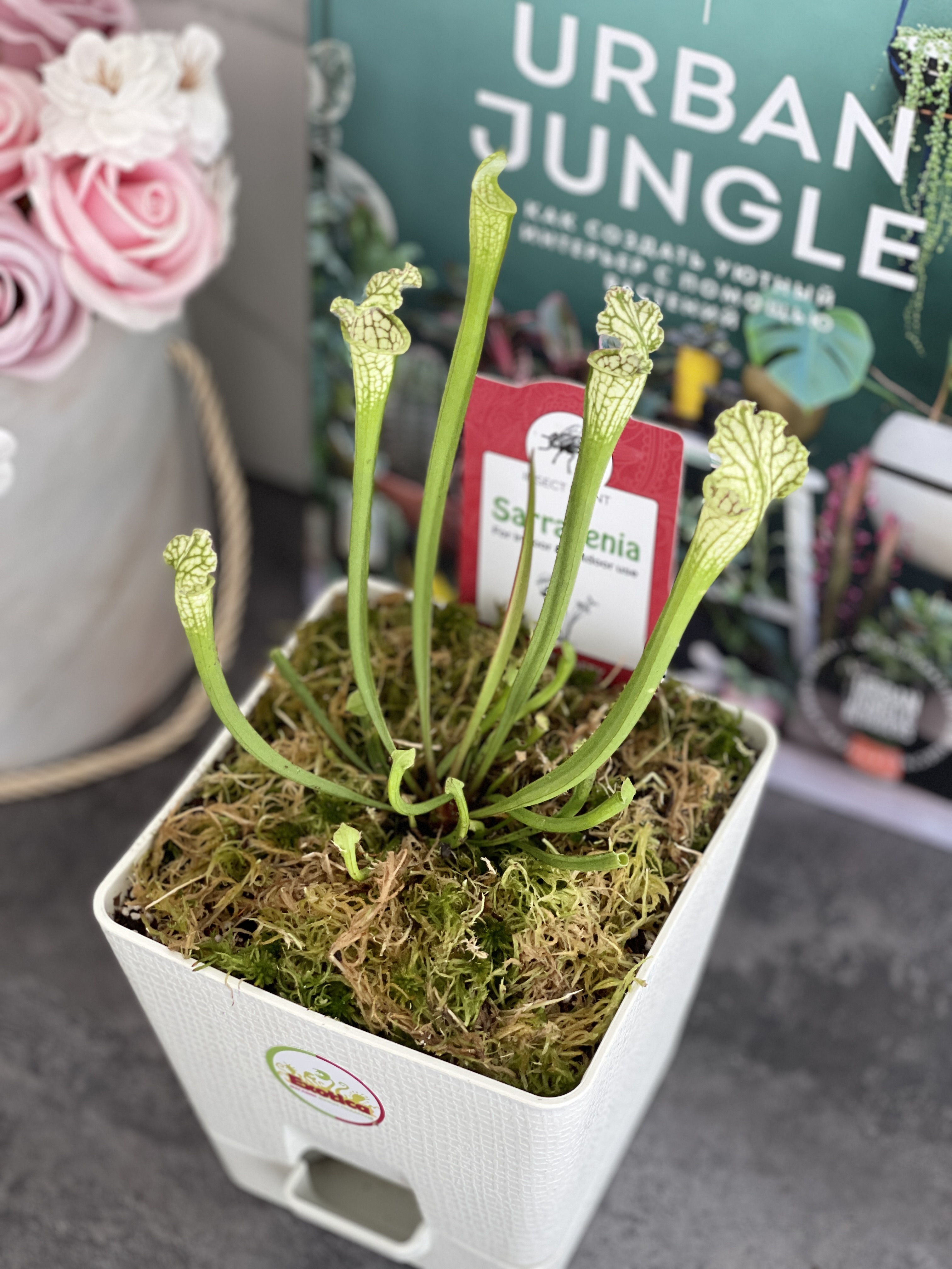Саррацения Фарнхами Белая (Sarracenia White Farnhamii) пересаженная D12см