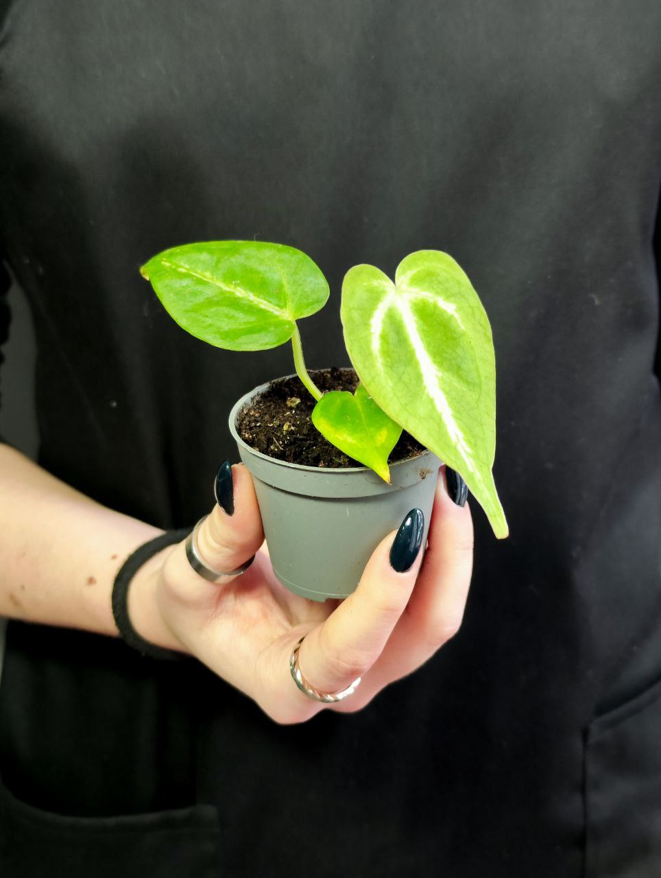 Антуриум Магнификум, или Великолепный (Anthurium Magnificum) D6см