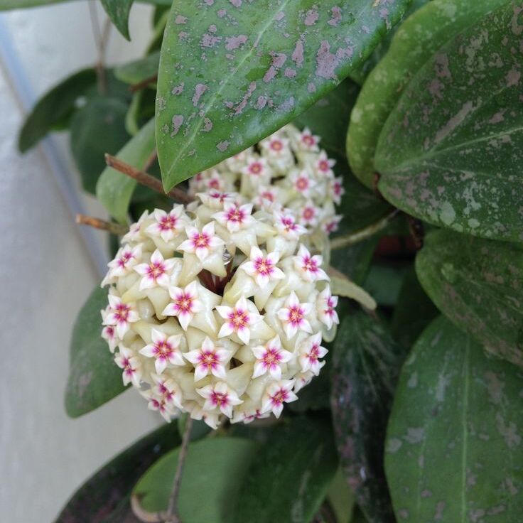Хойя Виберджи (Hoya Wibergiae) D6см