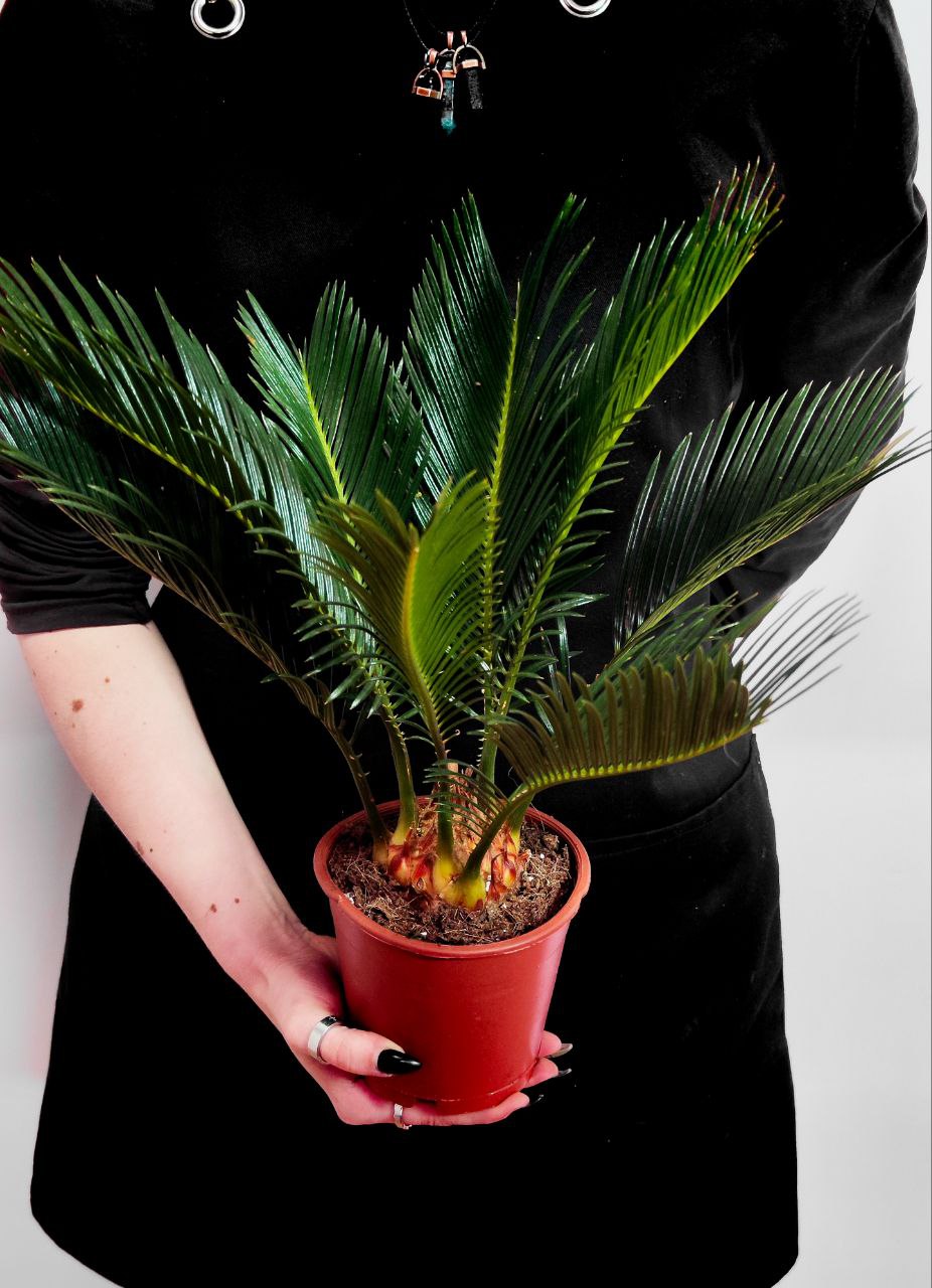 Цикас Революта (Cycas Revoluta) D12см