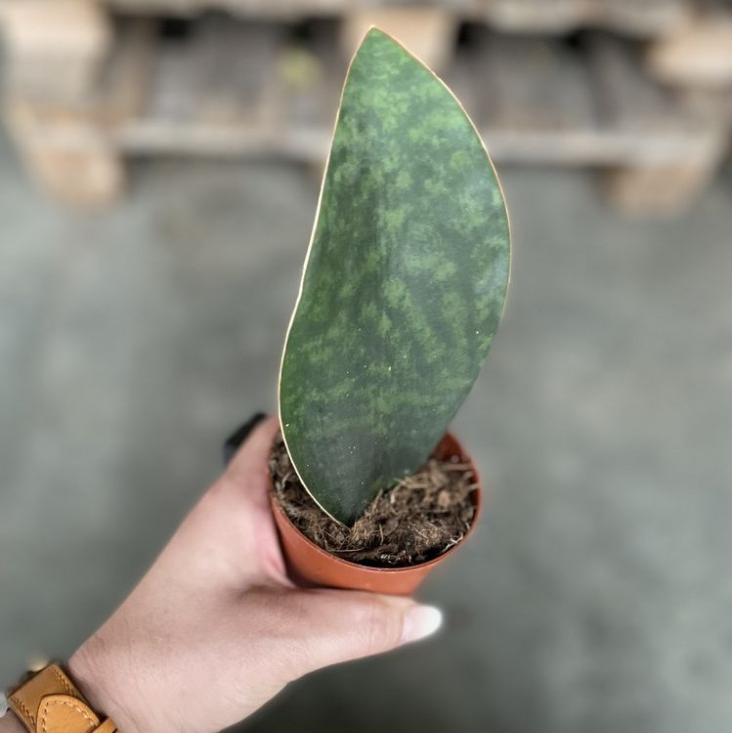 Сансевиерия Масониана Виктория (Sansevieria Masoniana  Victoria) D8,5см