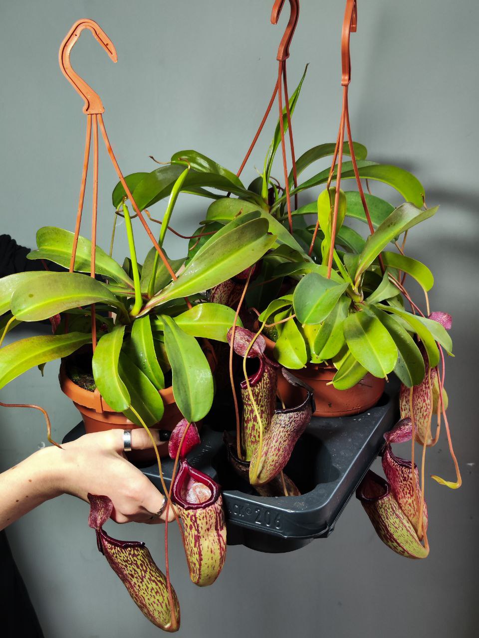 Непентес Сэм (Nepenthes Sam) D14см