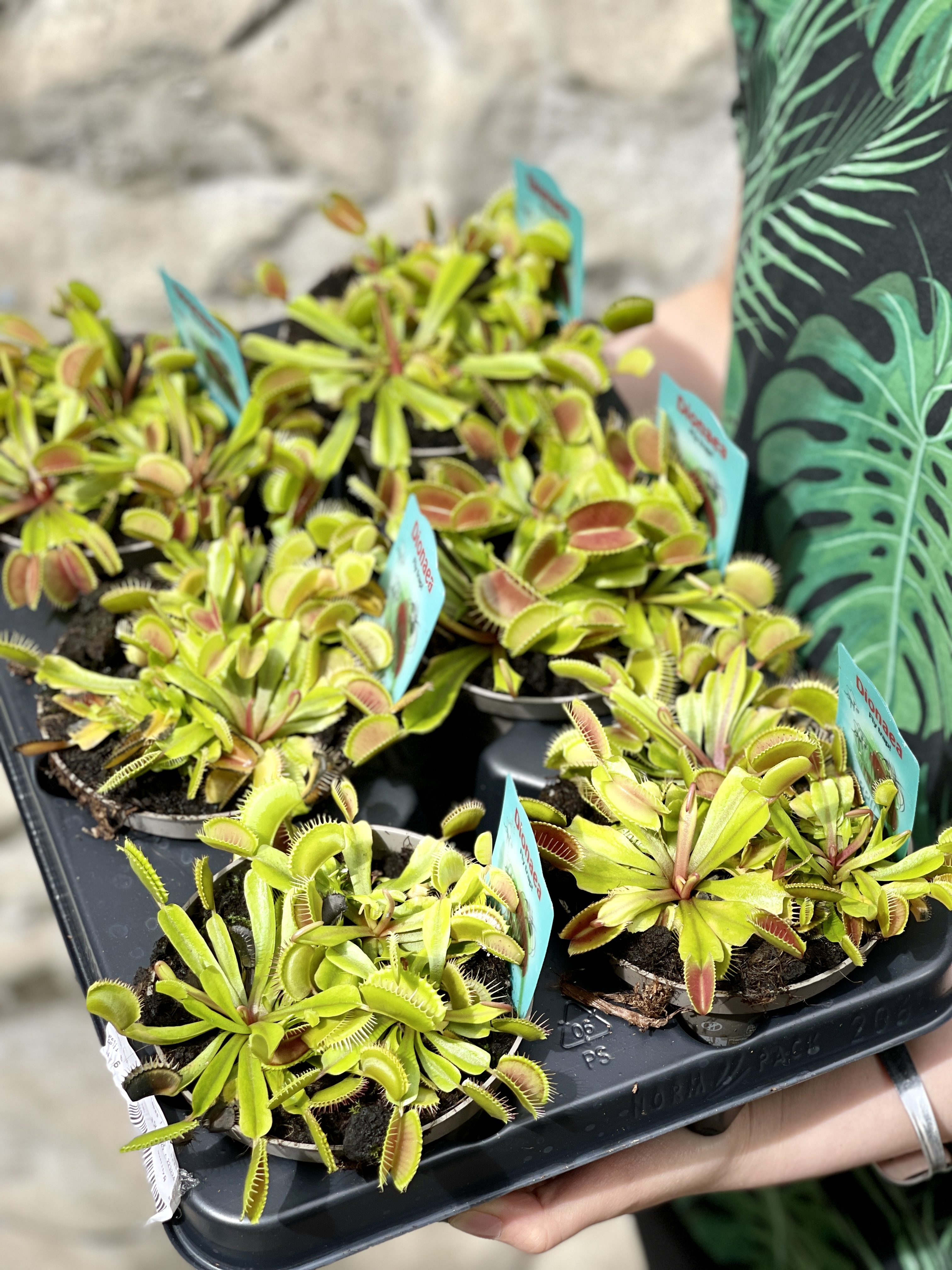 Венерина Мухоловка "Змей Горыныч" (Dionaea Muscipula) D12см