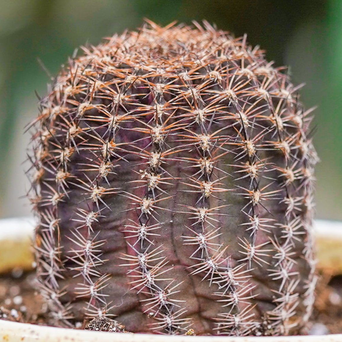 Ребуция Пигмея (Rebutia Pygmaea) D5см