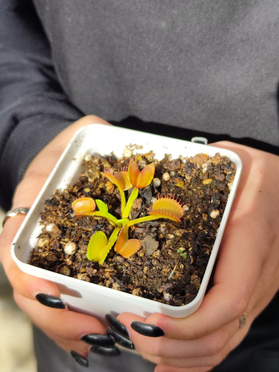 Венерина Мухоловка, Дионея Басмати (Dionaea Muscipula GJ Basmati) D9см