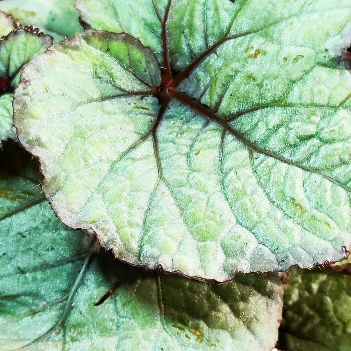 Бегония Рекс Спирит (Begonia Rex Spirit) D6см