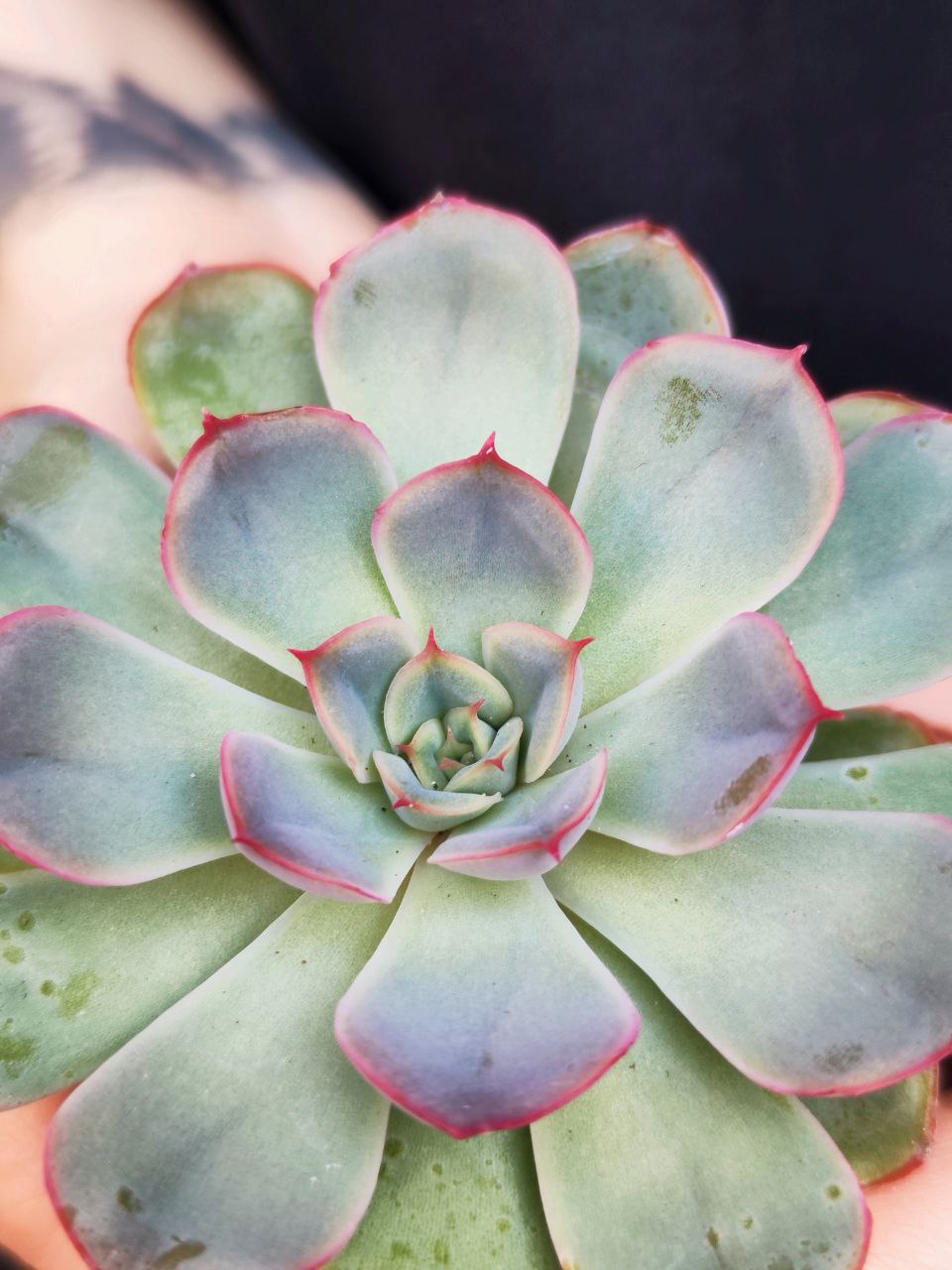 Эхеверия Пулидонис (Echeveria Pulidonis) D5см