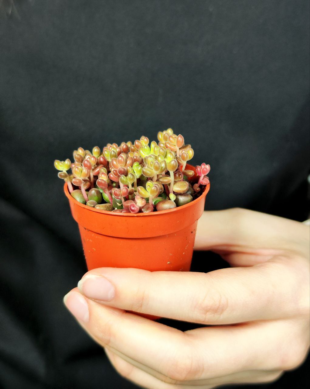 Седум Сталя  (Sedum Stahlii) D5cм