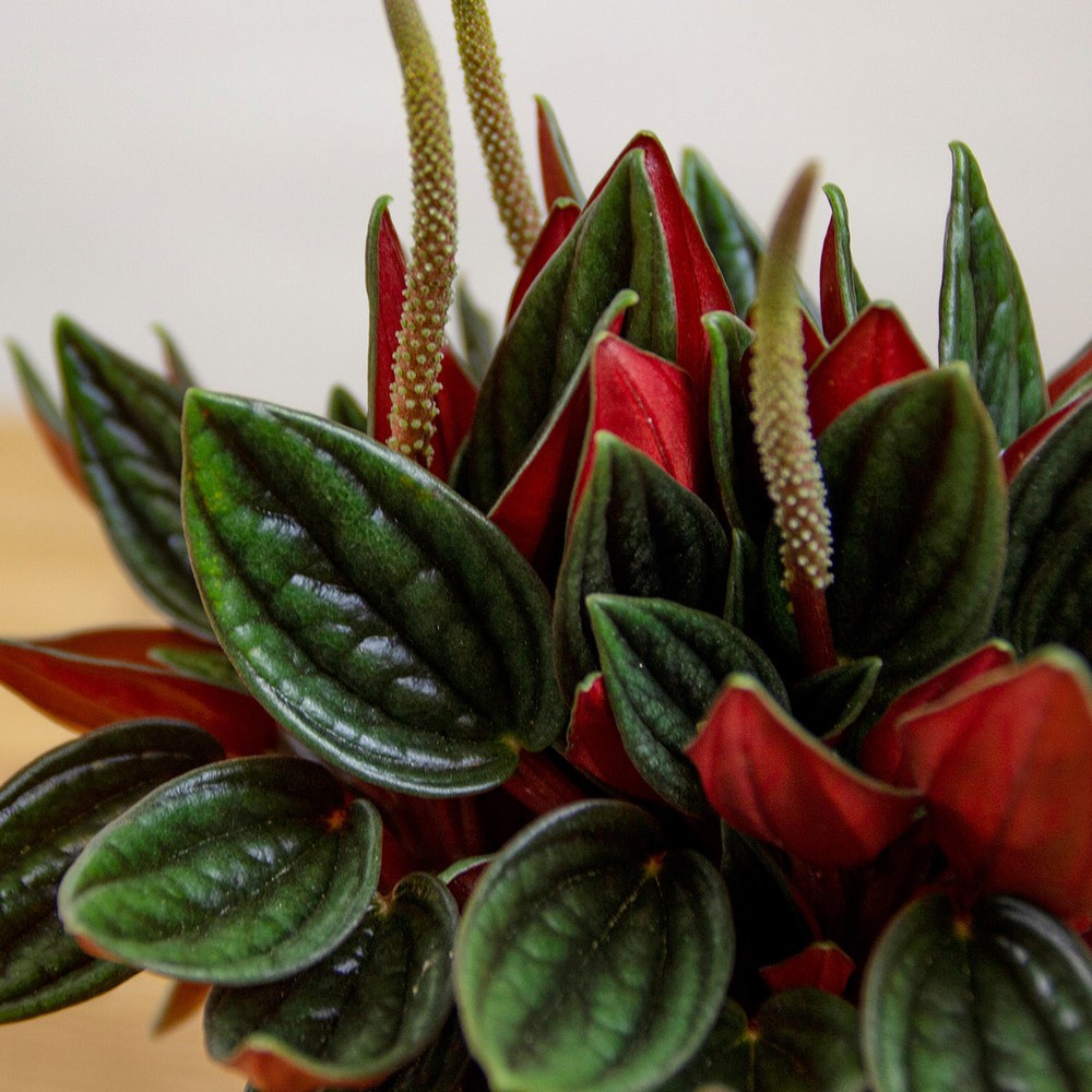Пеперомия Россо (Peperomia Rosso) D7см