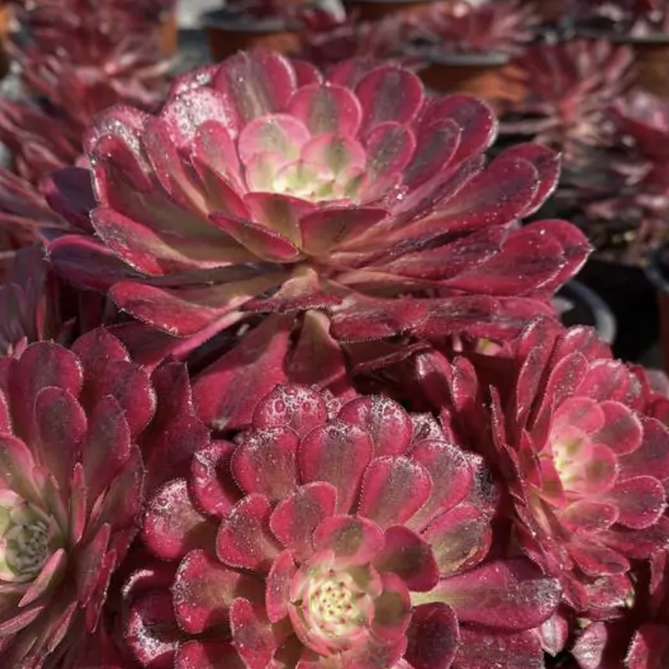 Эониум Ред Коппер (Aeonium Red Copper) D8,5см