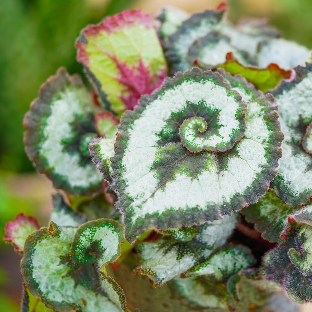 Бегония Рекс Эскаргот (Begonia Rex Escargot) D12см