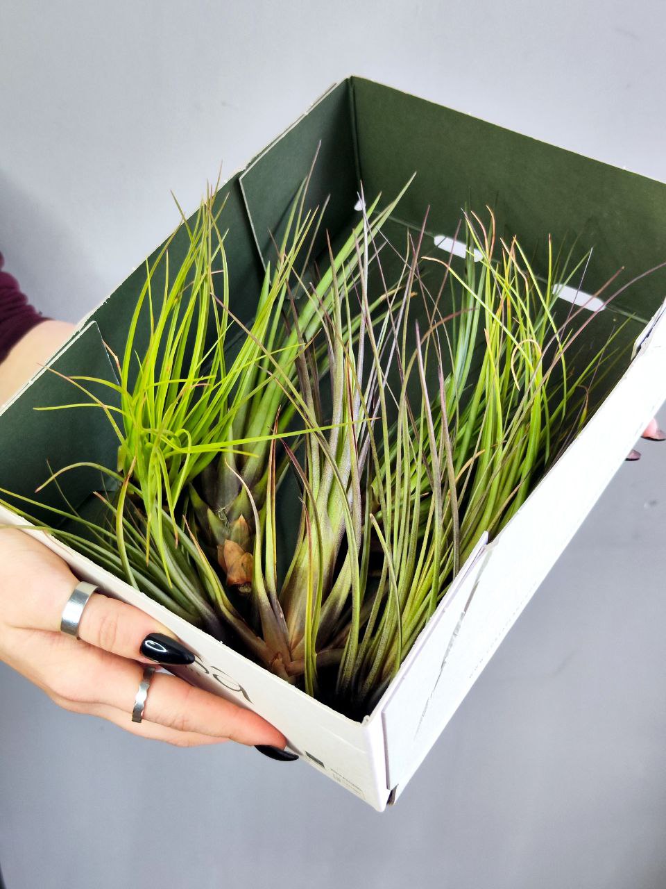 Тилландсия Меланократер Ред (Tillandsia Melanocrater Red)