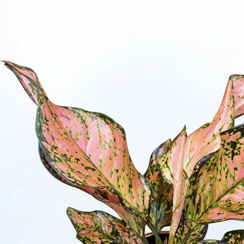 Аглаонема Пинк Долфин (Aglaonema Pink Dolphin) D12см
