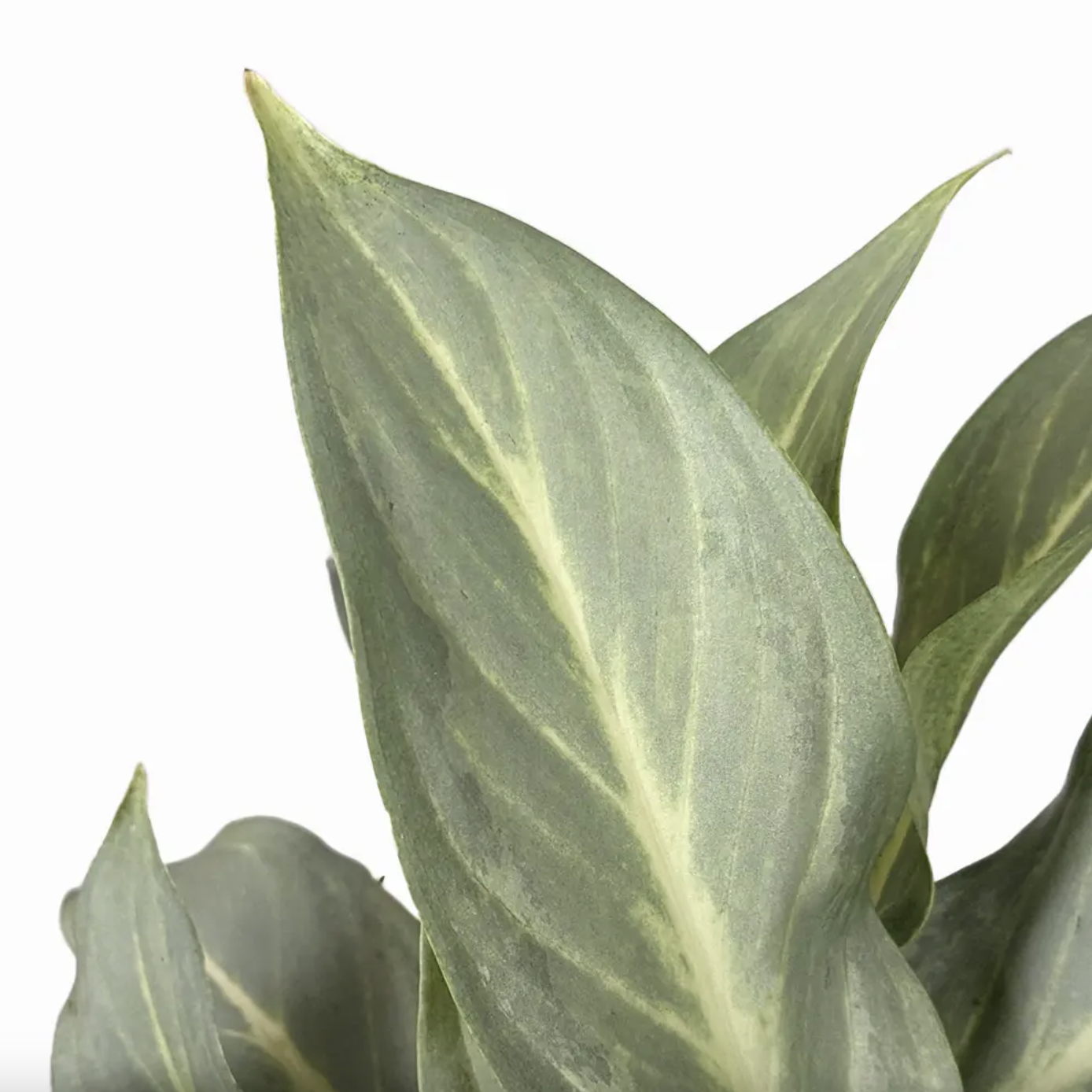 Аглаонема Аква Грин (Aglaonema Aqua Green) D12см