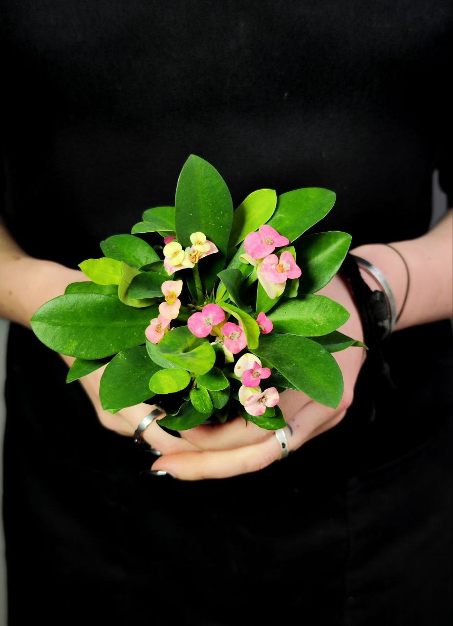 Эуфорбия Миля Нежно - Розовая (Euphorbia Milii Rhea) D6см