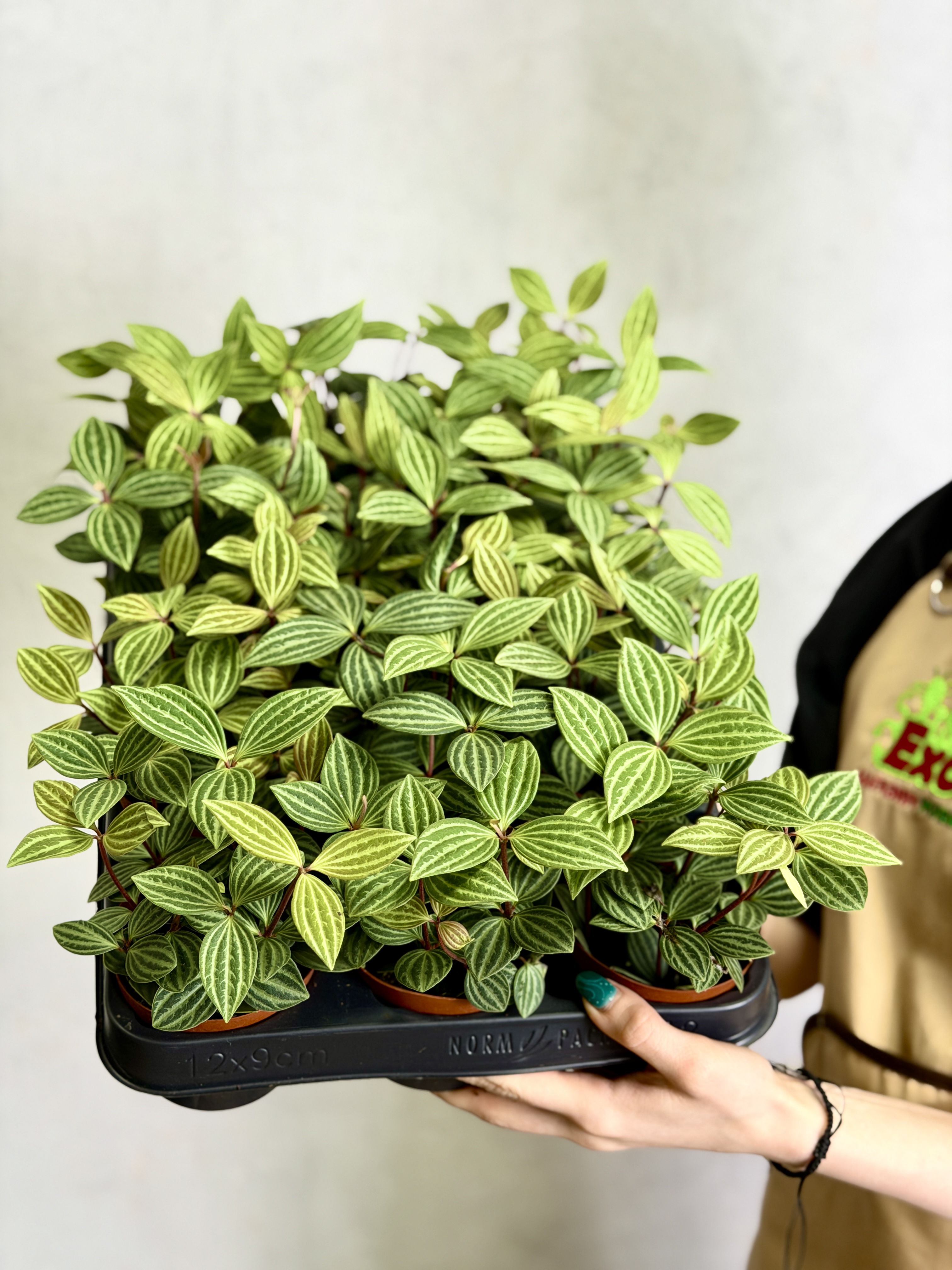 Пеперомия Ангулата Страйб (Peperomia Angulata Stribe) D9см