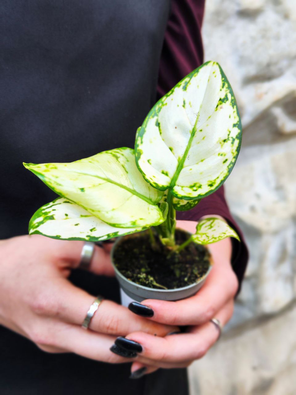 Аглаонема Сноуфлейк (Aglaonema Snowflake) D6см