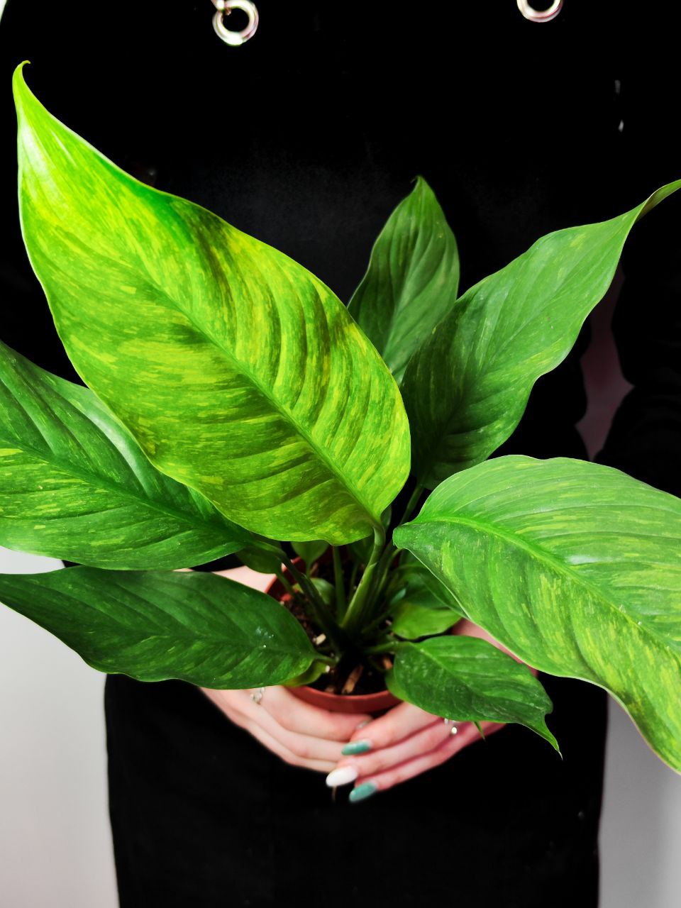Спатифиллум Ауреа Вариегатный (Spathiphyllum Aurea Variegated) D10см