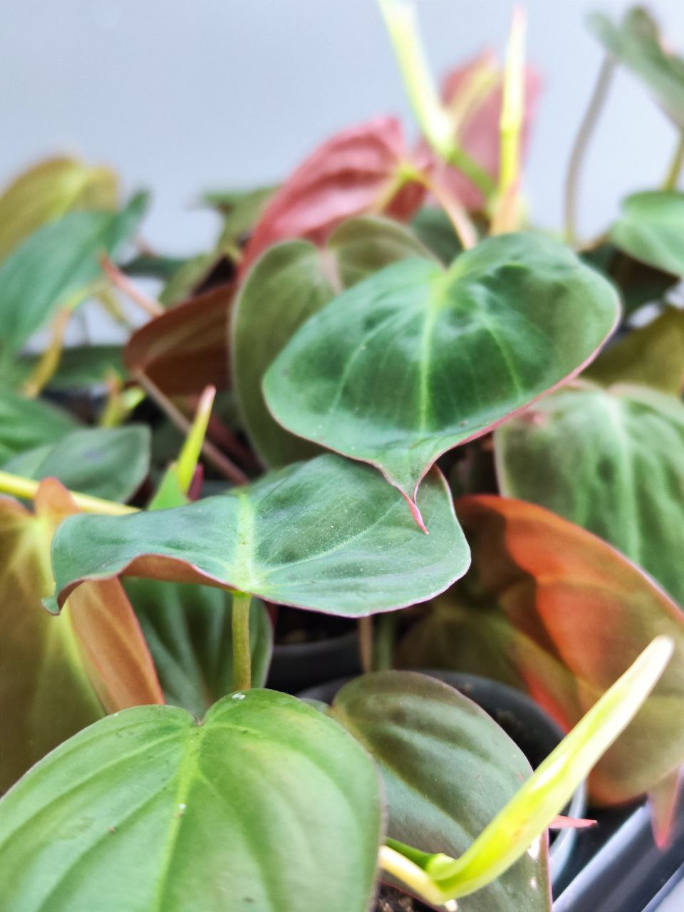 Филодендрон Миканс Бархатный (Philodendron Scandens Micans) D6см