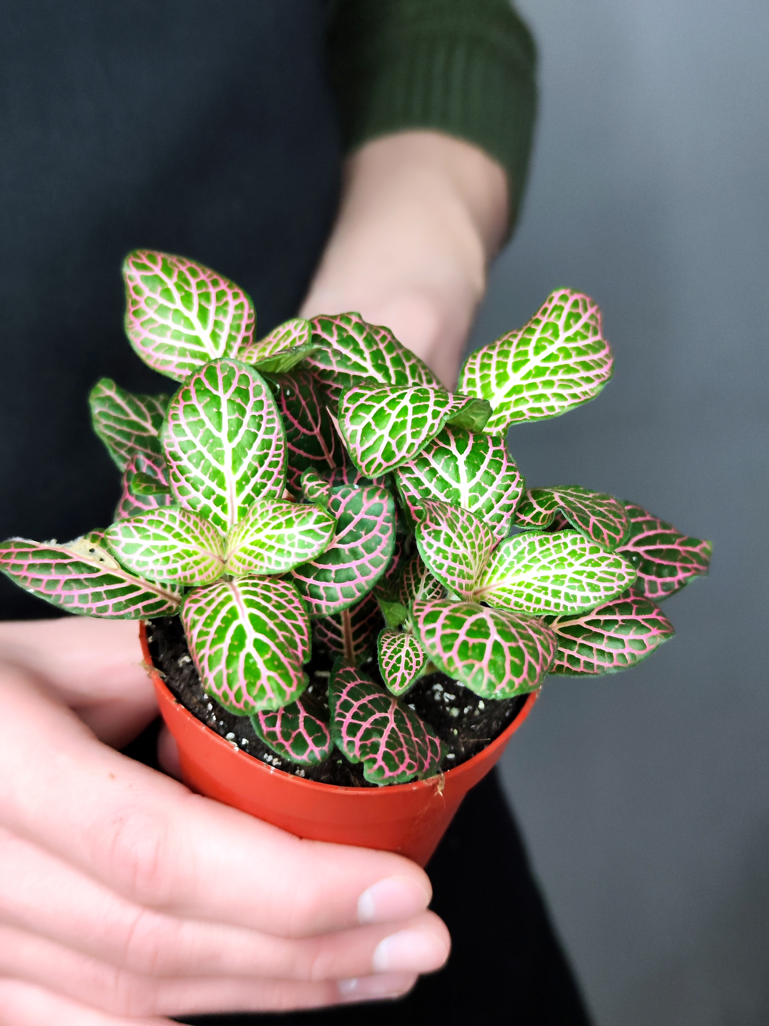 Фиттония Красный Ангел (Fittonia Red Angel) D8,5см