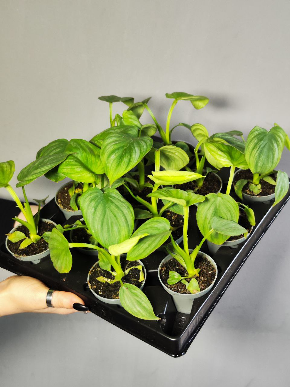 Филодендрон Мамей (Philodendron Mamei) D6см