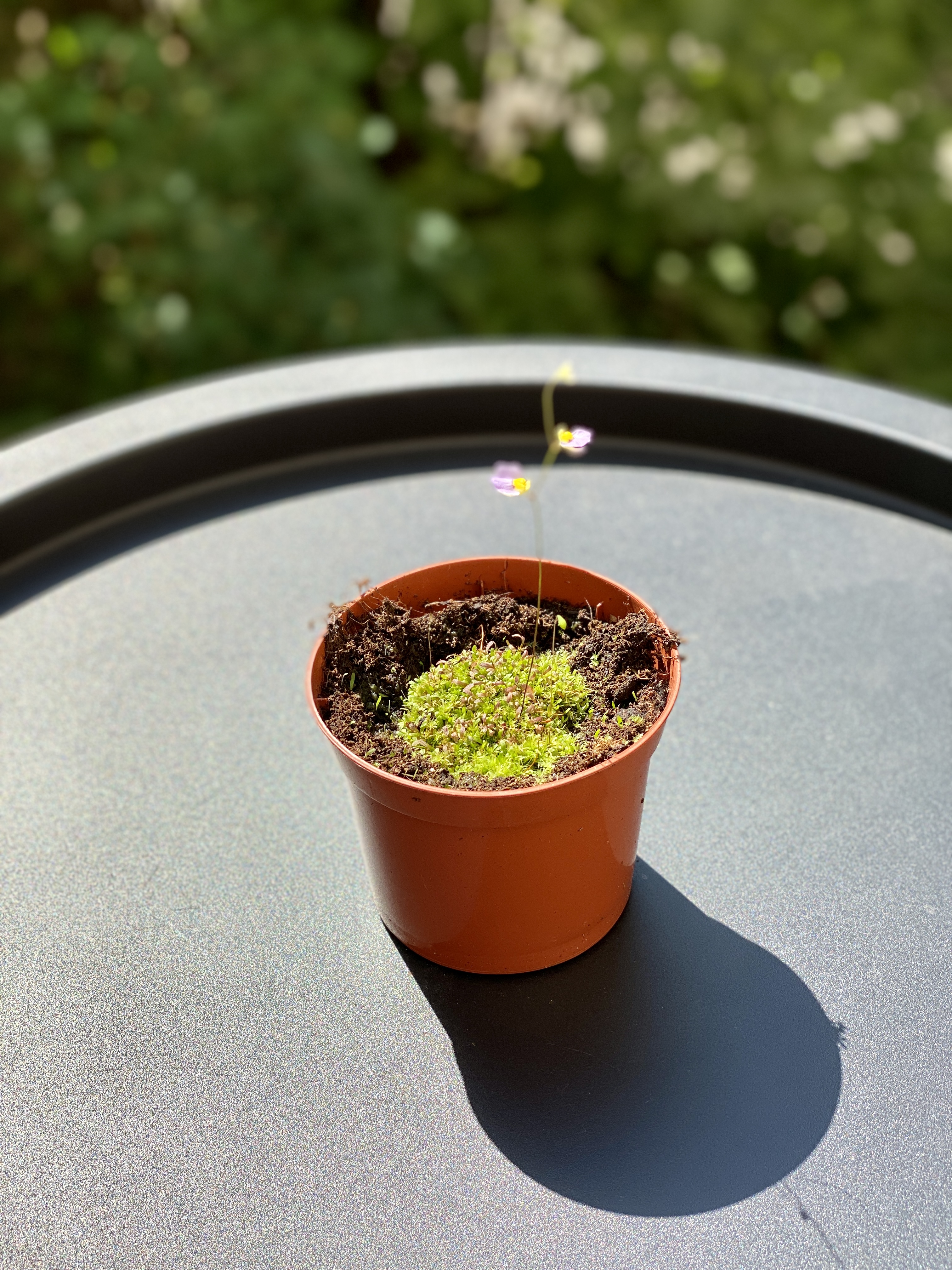 Пузырчатка двухчешуйная (Utricularia bisquamata) D9см