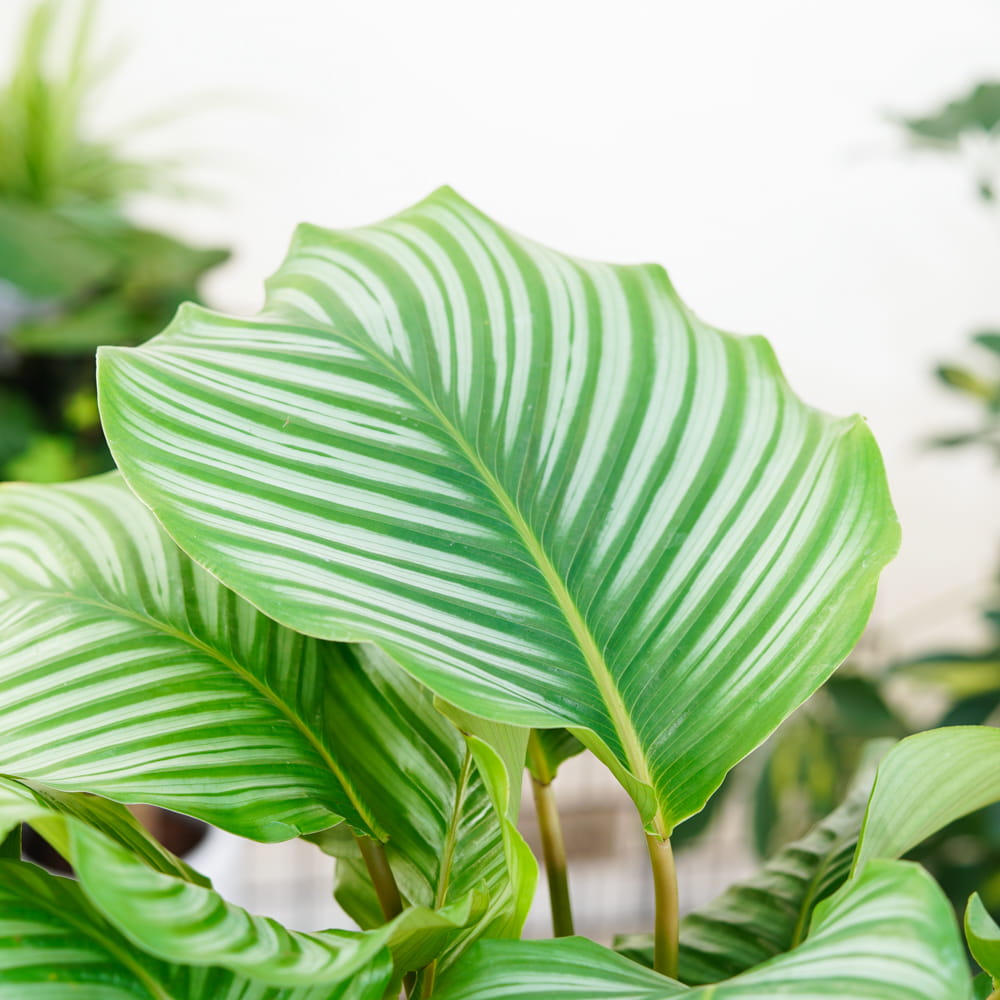 Калатея Орбифолия (Calathea Orbifolia) D6см