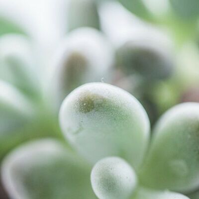 Пахифитум Яйценосный Груп (Pachyphytum Oviferum Group) D5см