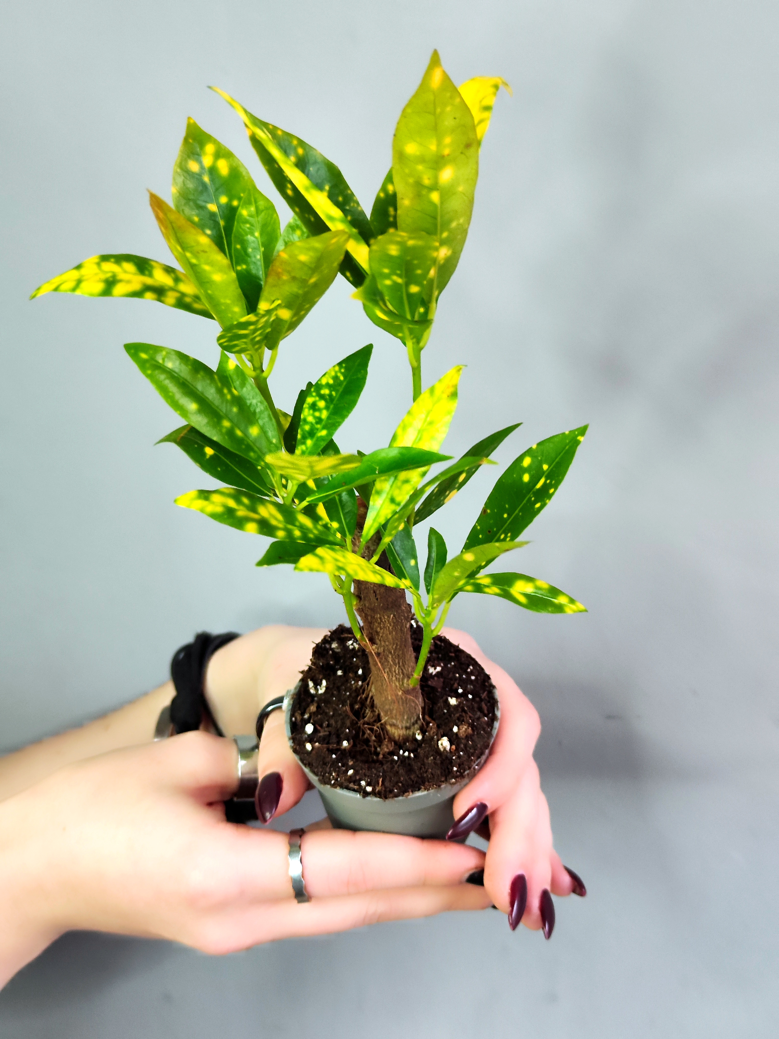 Кодиеум, или Кротон Аукуболистный (Codiaeum Aucubaefolia) D6см