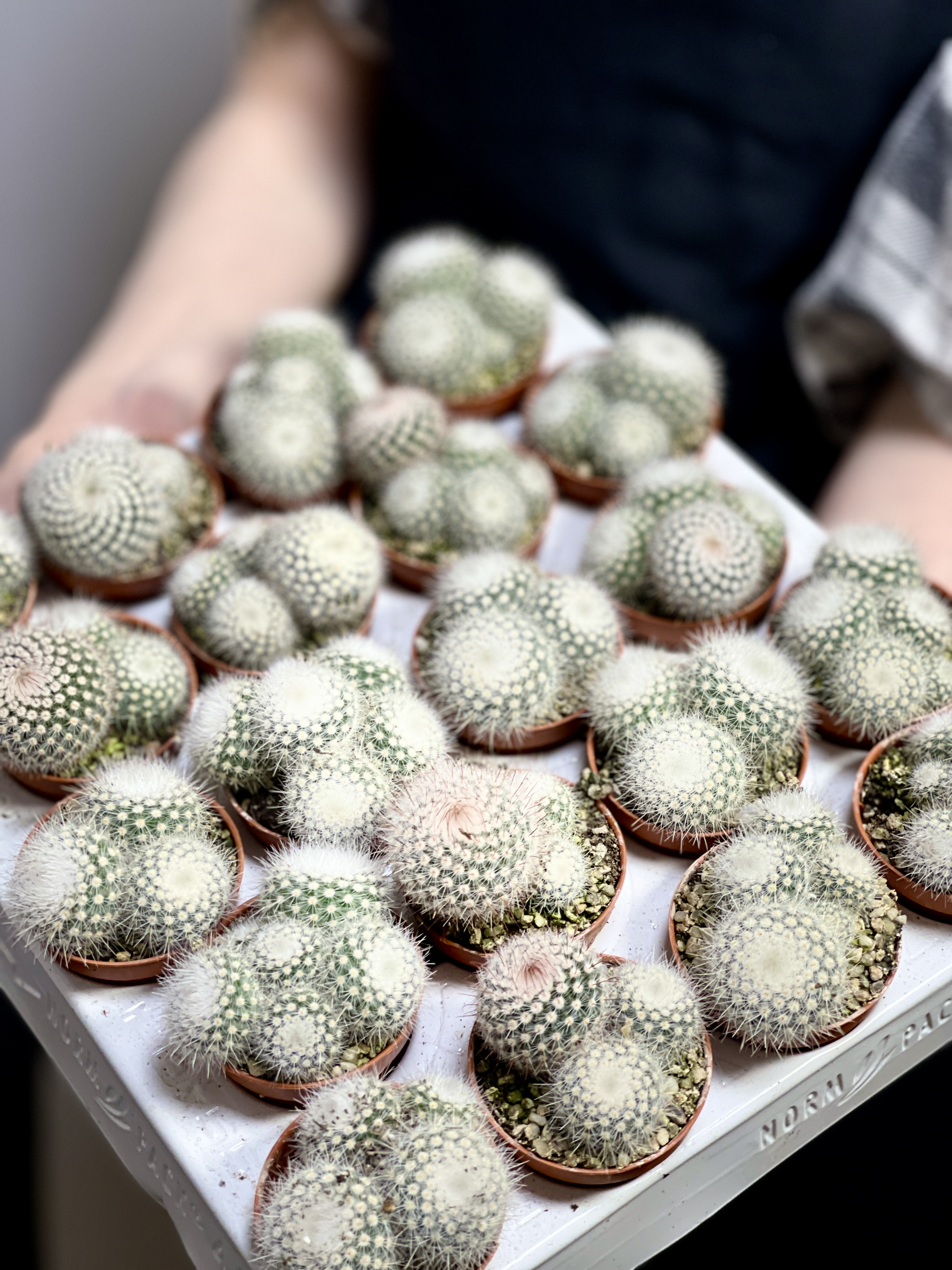 Нотокактус Метельчатый (Скопа) Груп (Notocactus Scopa Group) D5см